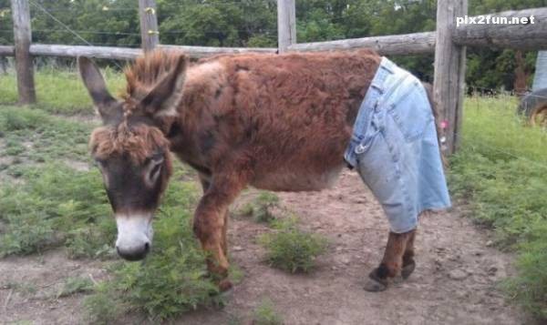 0.006977001351169390_pixnaz_ir