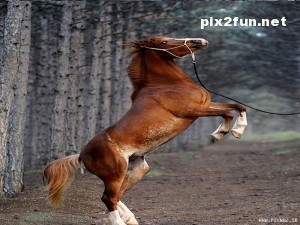 0.056000001281772036_pixnaz_ir