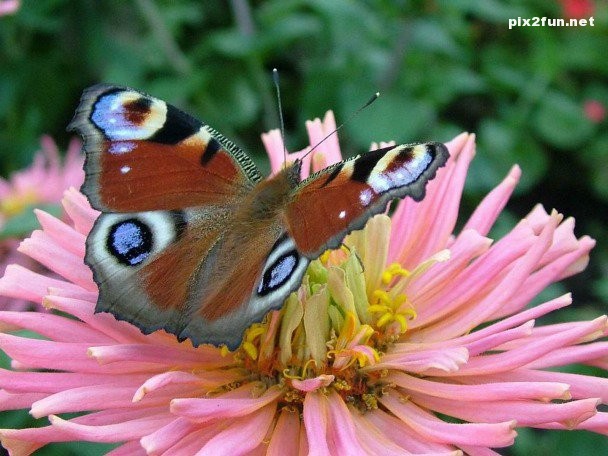 0.059743001368709387_pixnaz_ir (1)