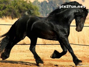 0.081757001281772036_pixnaz_ir