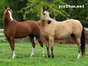 0.096632001281772036_pixnaz_ir