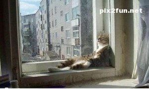 0.140459001369565238_pixnaz_ir