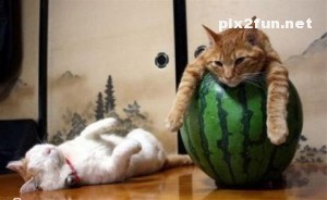 0.160425001369565238_pixnaz_ir