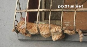 0.199476001369565238_pixnaz_ir