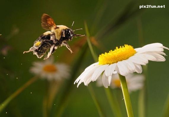 0.221458001350394924_pixnaz_ir