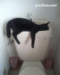 0.255907001369565238_pixnaz_ir