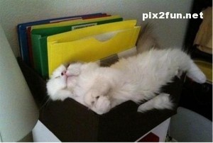 0.294360001369565238_pixnaz_ir