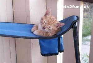 0.315528001369565238_pixnaz_ir