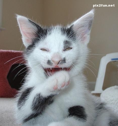 0.382248001369195377_pixnaz_ir