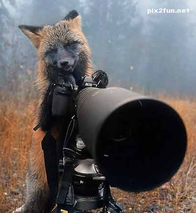 عکس های بسیار جالب از روباه عکاس
