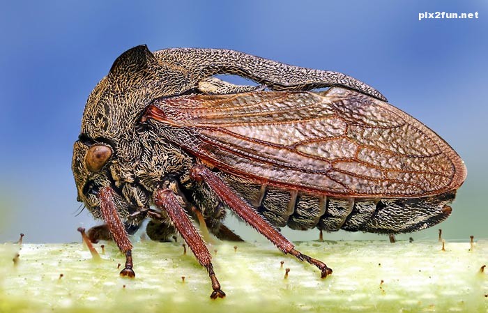 0.412030001368095395_pixnaz_ir