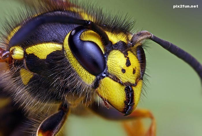 0.434710001368095395_pixnaz_ir