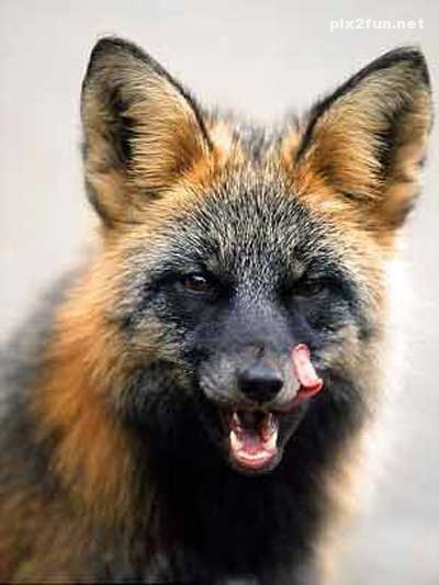 عکس های بسیار جالب از روباه عکاس