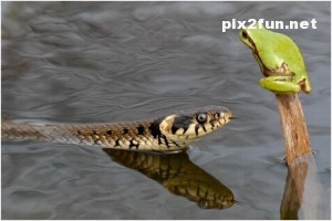 0.457141001369820349_pixnaz_ir