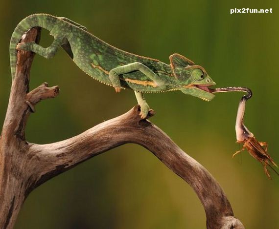 0.461637001350394922_pixnaz_ir