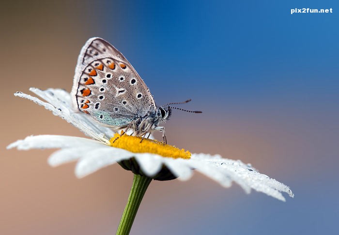 0.468712001368095395_pixnaz_ir