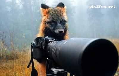 عکس های بسیار جالب از روباه عکاس