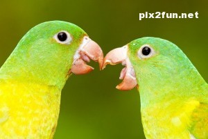 0.654903001343557868_pixnaz_ir