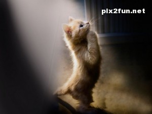 0.901754001283004711_irannaz_com