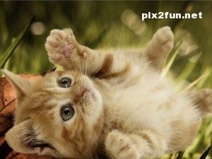 0.902232001283004711_irannaz_com