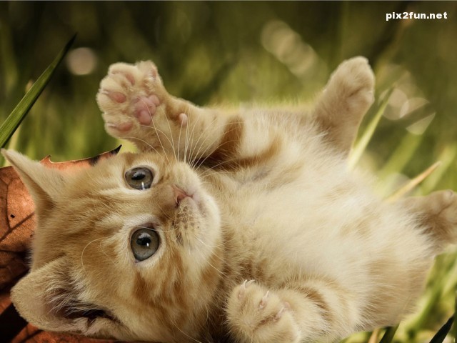 0.902232001283004711_irannaz_com