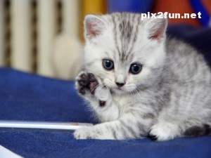 0.902901001283004711_irannaz_com