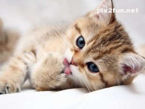 0.903998001283004711_irannaz_com