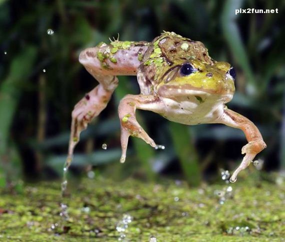 0.949022001350394922_pixnaz_ir