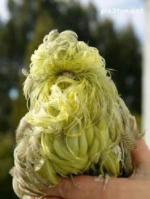 عکس های زیبا از یک طوطی خوشگل