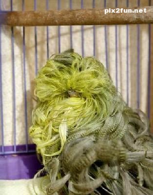 عکس های زیبا از یک طوطی خوشگل