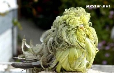 عکس های زیبا از یک طوطی خوشگل