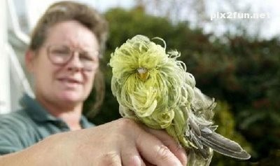 عکس های زیبا از یک طوطی خوشگل