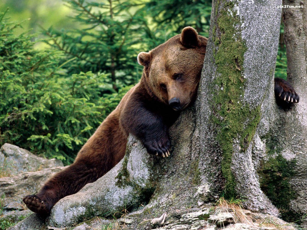 055-scratching-bear-wallpaper-animal