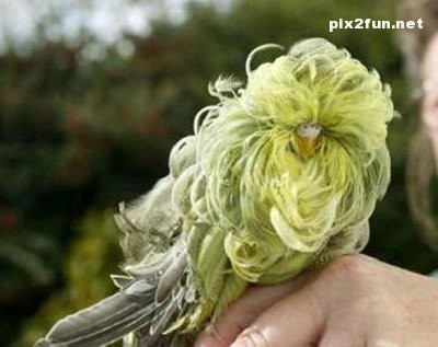 عکس های زیبا از یک طوطی خوشگل