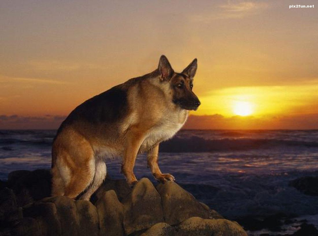 عکس از حیوانات بدون گردن