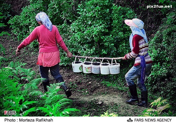 برداشت تمشک در روستای ملک رود