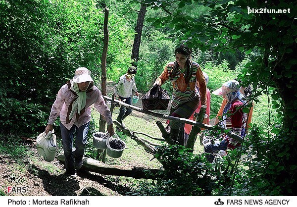 برداشت تمشک در روستای ملک رود