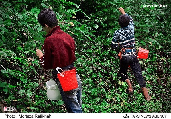 عکس از برداشت تمشک در استان گیلان