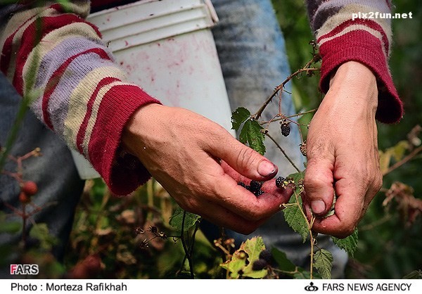 عکس از برداشت تمشک در استان گیلان