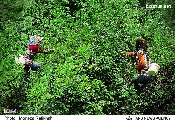 برداشت تمشک در روستای ملک رود