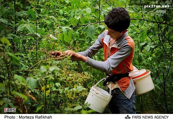 برداشت تمشک در روستای ملک رود