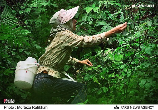 برداشت تمشک در روستای ملک رود