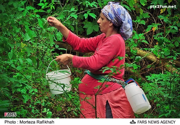 عکس از برداشت تمشک در استان گیلان