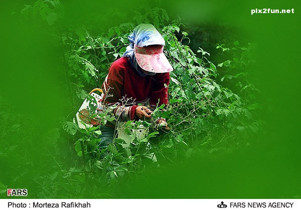 عکس از برداشت تمشک در استان گیلان