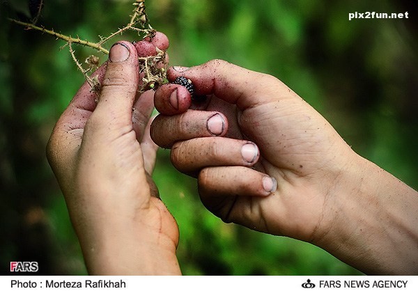 عکس از برداشت تمشک در استان گیلان