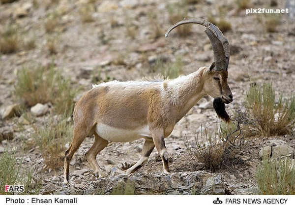 عکس از بز کوهی در پارک پردیسان بجنورد