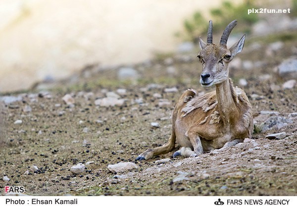 عکس از آهو در پارک پردیسان بجنورد