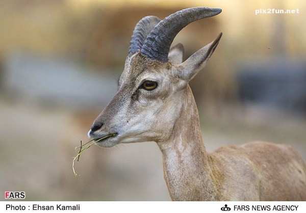 عکس از آهو در پارک پردیسان بجنورد