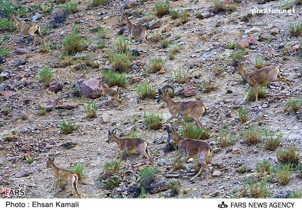 عکس از آهو در پارک پردیسان بجنورد