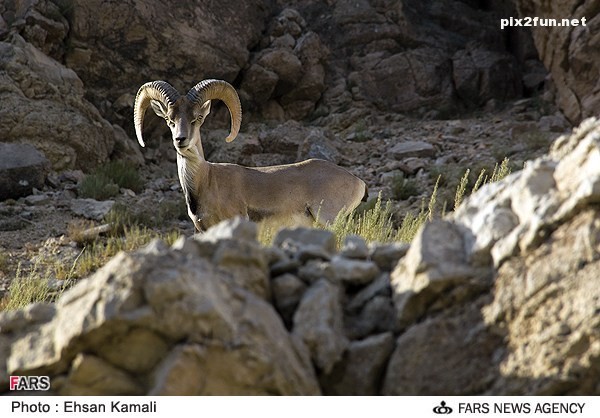 عکس از بز کوهی در پارک پردیسان بجنورد